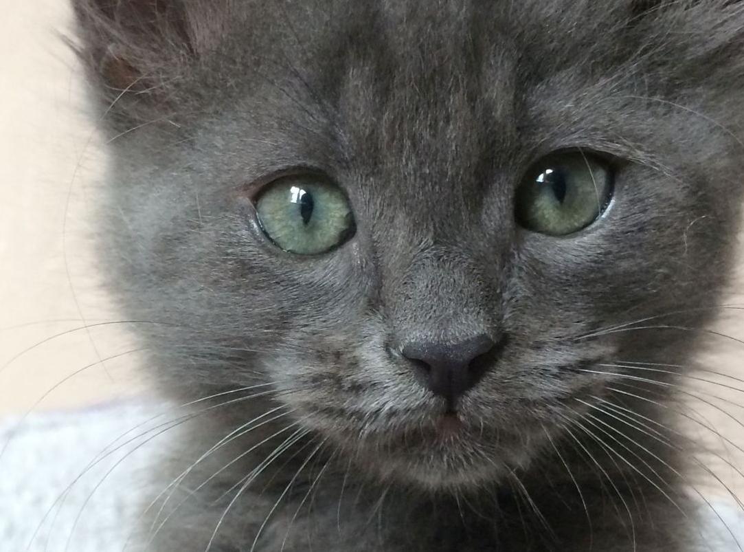 Pic of the Litter: Dash